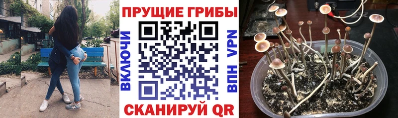 даркнет сайт  Гатчина  Псилоцибиновые грибы мицелий 